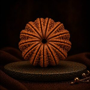 13 Mukhi Rudraksha