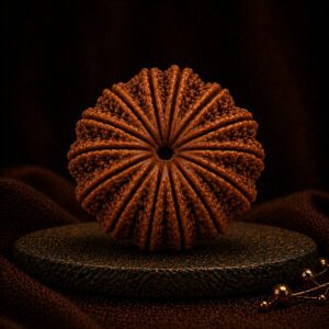 14 Mukhi Rudraksha