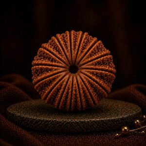 15 Mukhi Rudraksha