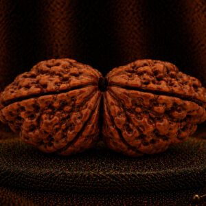 2 Mukhi Rudraksha
