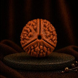 3 Mukhi Rudraksha
