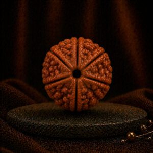 6 Mukhi Rudraksha