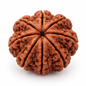 8 Mukhi Rudraksha