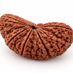 1 Mukhi Rudraksha