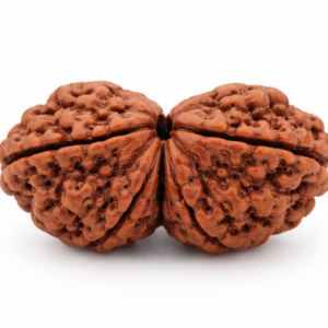 2 Mukhi Rudraksha