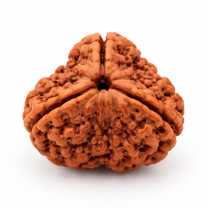 3 Mukhi Rudraksha