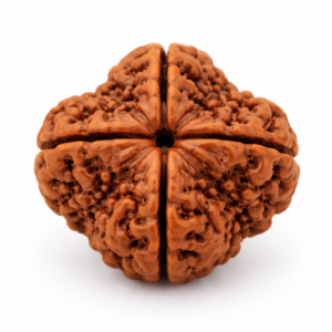 4 Mukhi Rudraksha