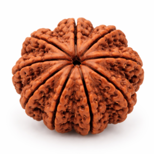 9 Mukhi Rudraksha