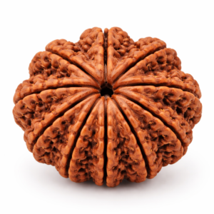 10 Mukhi Rudraksha