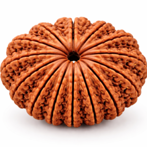 12 Mukhi Rudraksha
