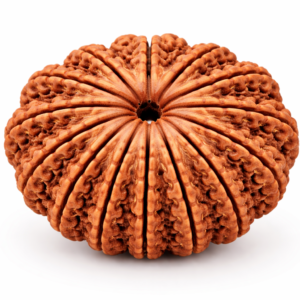 13 Mukhi Rudraksha