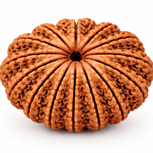 14 Mukhi Rudraksha