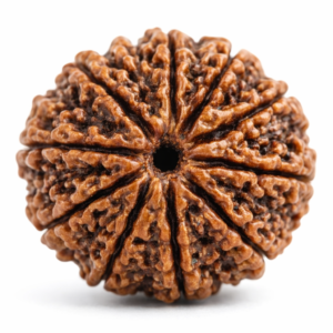 15 Mukhi Rudraksha