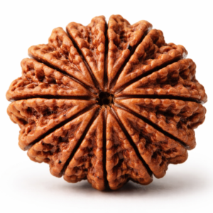 16 Mukhi Rudraksha