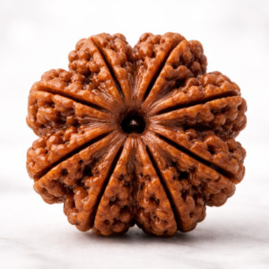 6 Mukhi Rudraksha