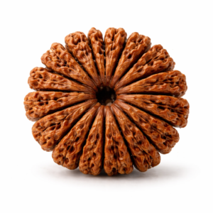17 Mukhi Rudraksha