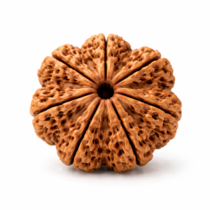 7 Mukhi Rudraksha