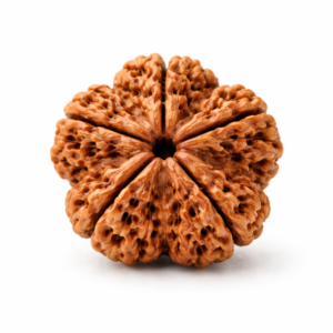 5 MUKHI RUDRAKSHA