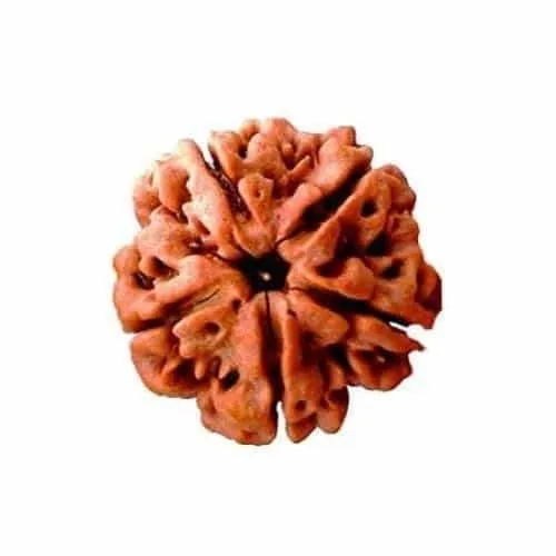 Rudraksha
